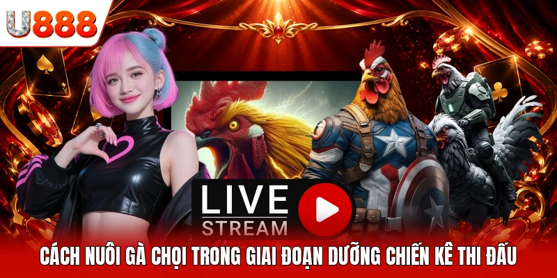 Cách nuôi gà chọi trong giai đoạn dưỡng chiến kê thi đấu