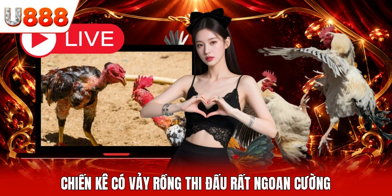 Chiến kê có vảy rồng thi đấu rất ngoan cường